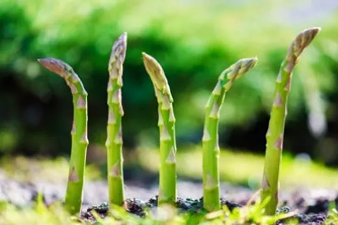 L’asperge fait le printemps
