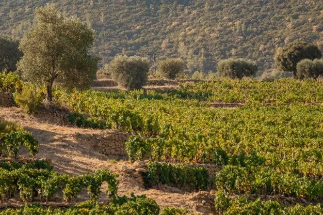Domaine Le Galantin