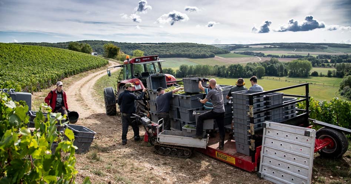 Winery Binon Coquard – Champagne in Spoy | Gault&Millau