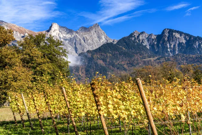 Is altitude an Eldorado for wines?