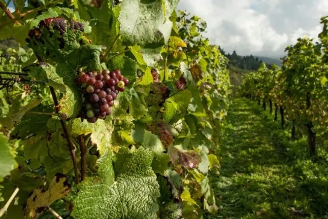Is complantation a viticultural model for the future?