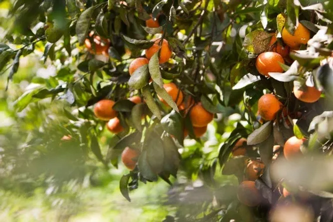 Adopt a clementine tree, the perfect way to enjoy fresh fruit at home