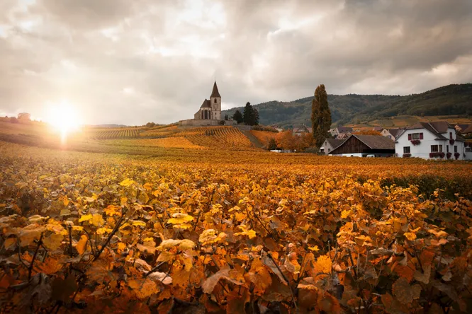 Alsace red wines under €20 recommended by Gault&Millau