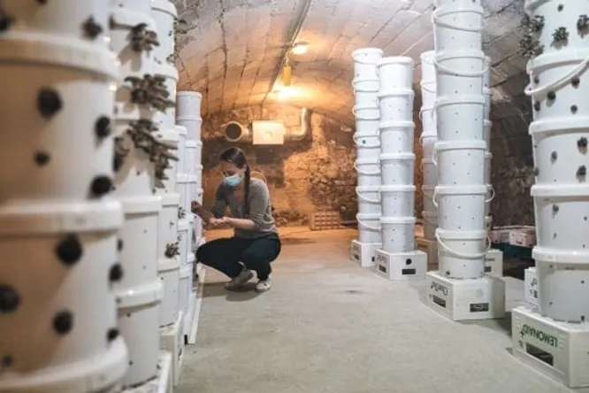 Ces chefs cultivent des champignons sous leur restaurant