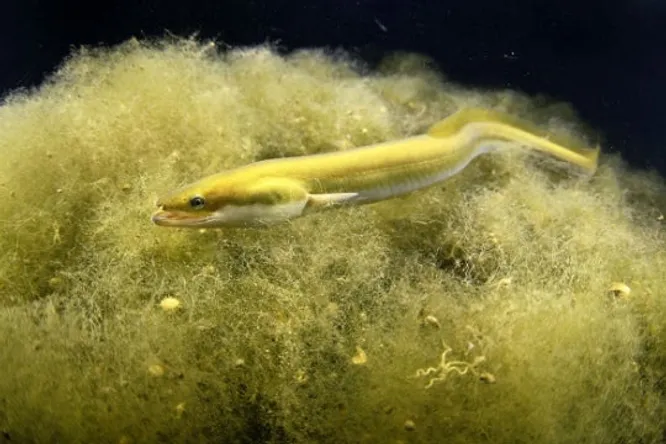 Ce poisson en danger d'extinction ne figurera plus sur les cartes des restaurants Relais & Châteaux