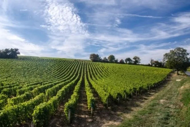 Summer wines: 5 Loire whites