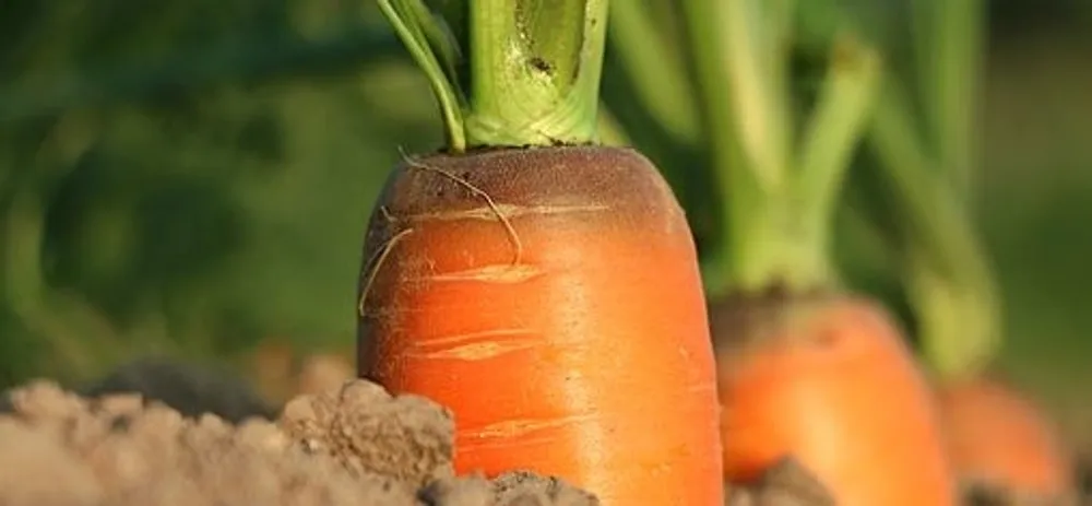 Leek and carrots, the must-haves
