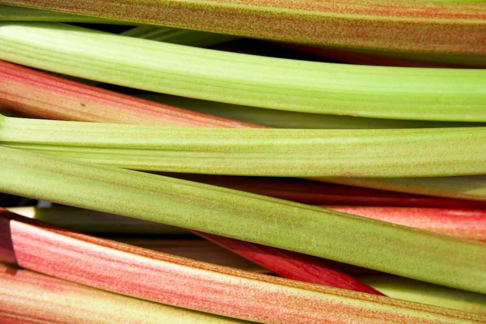 Ce producteur picard cultive plus de 100 variétés de rhubarbe