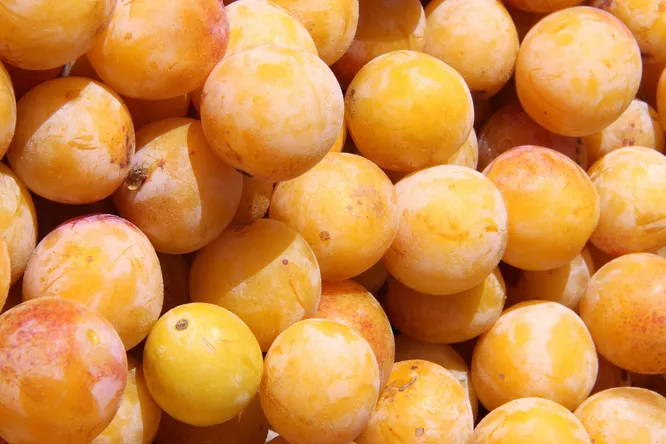 From the king's court to our jams: the incredible story of the mirabelle plum