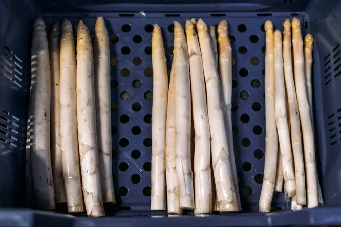 Flanders has been growing white gold for five centuries