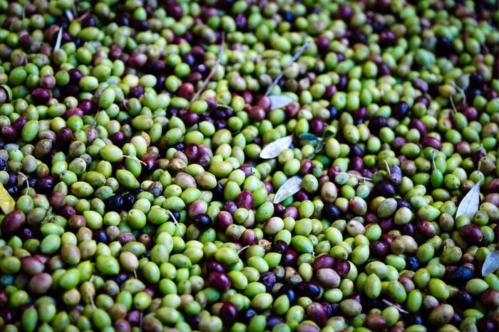 Pourquoi l'huile d'olive pourrait bientôt devenir un produit rare