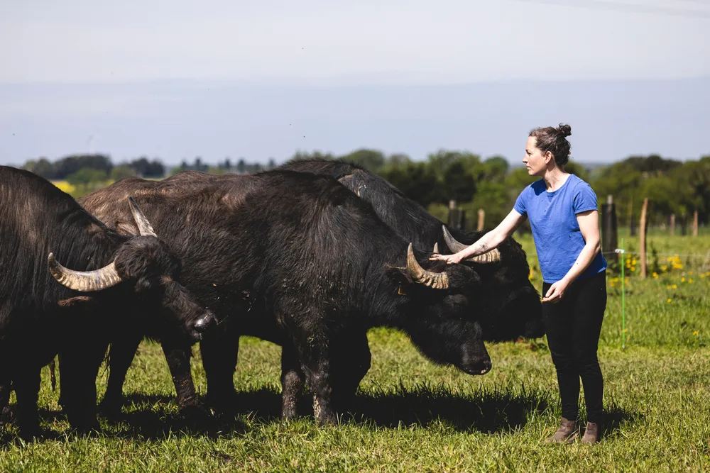 Cette ferme bretonne produit une mozzarella d’exception