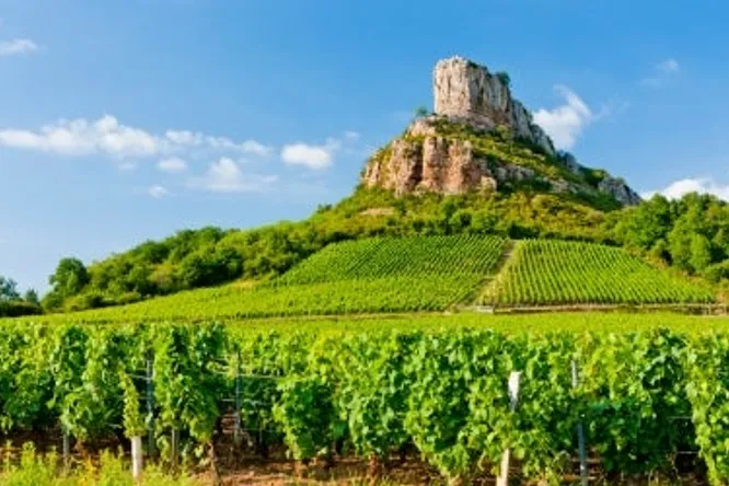 Summer wines: 5 reds from Burgundy