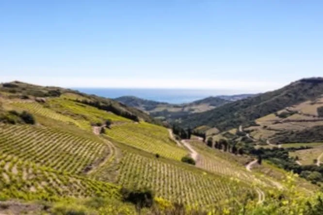 Les vins de Banyuls