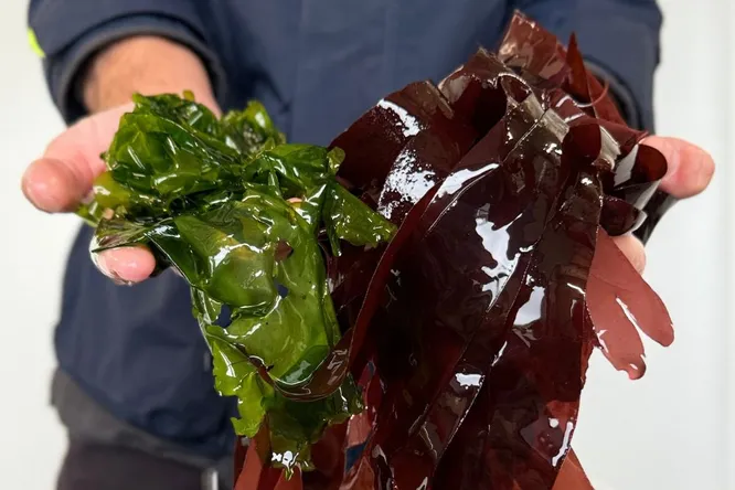 Des algues fraîches et vivantes : le pari d’Omanori pour une gastronomie durable