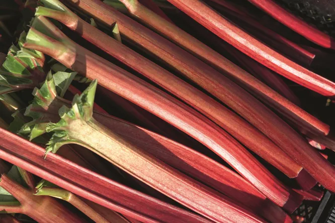 Rhubarb emerges from the shadows