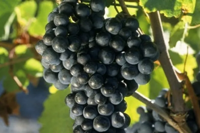 Lalande de Pomerol, Castillon et Fronsac : primeurs 2016