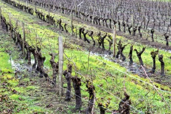 La renaissance des vins bretons