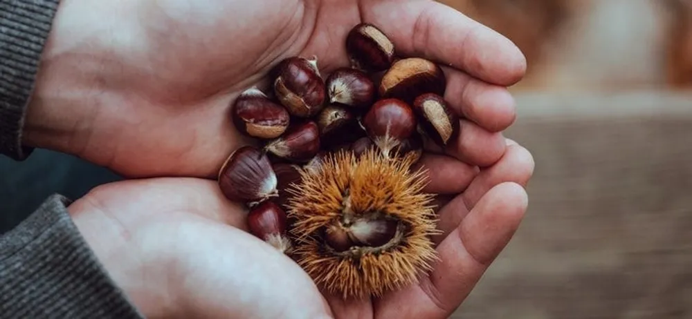 Chestnut- the finest fall fruit