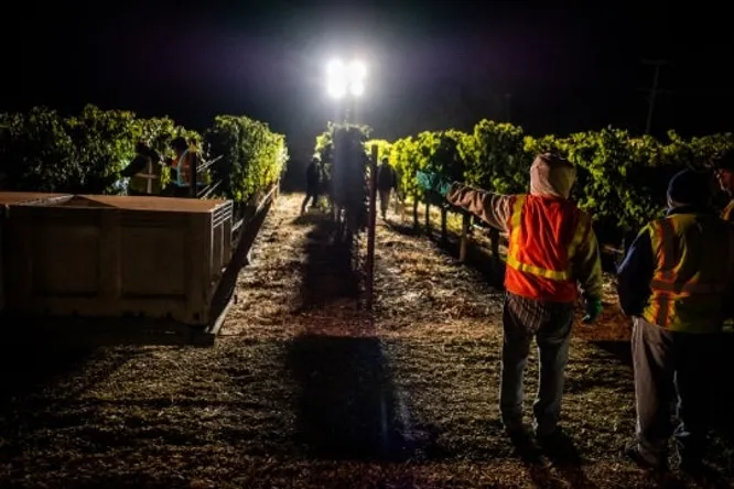Harvesting by headlamp