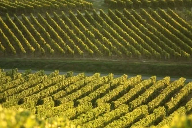 Sauternes : primeurs 2016