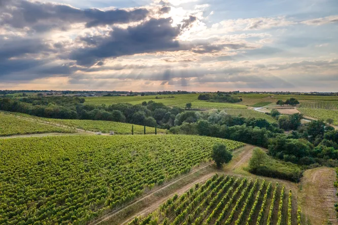 Chenin : le cépage qui s'adapte partout