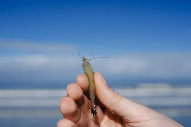 Why North Sea prawns are worth a visit - and where to eat them