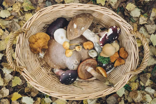 Champignons : partez en cueillette avant de passer à ces tables de chefs