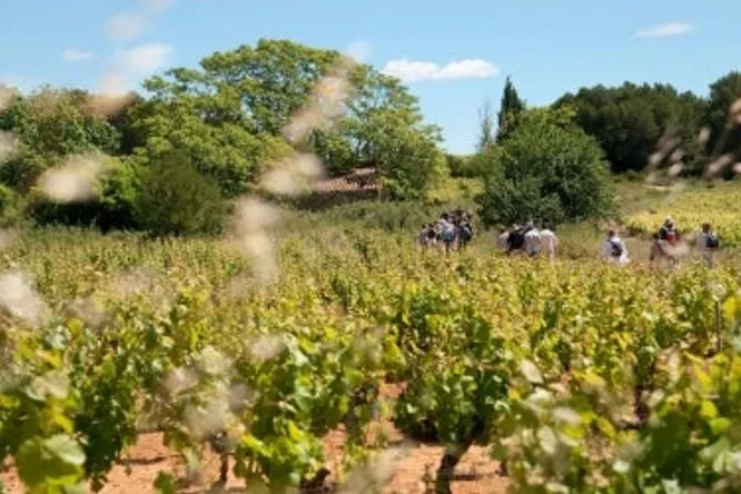 "Vins, Vignes et Terroirs"