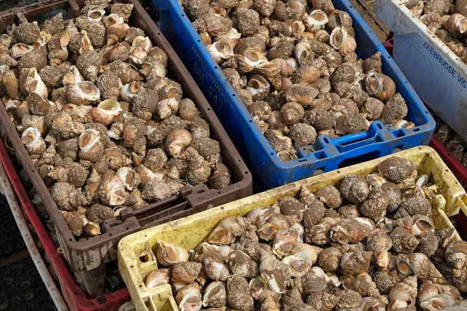 Le bulot normand, petit coquillage aux grands enjeux